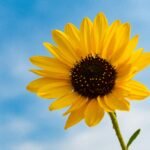 Selective Focus Photography Of Sunflower