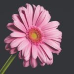 Close-Up Photo of Pink Flower