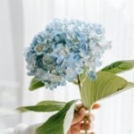 Crop person showing blooming hortensia with gentle petals