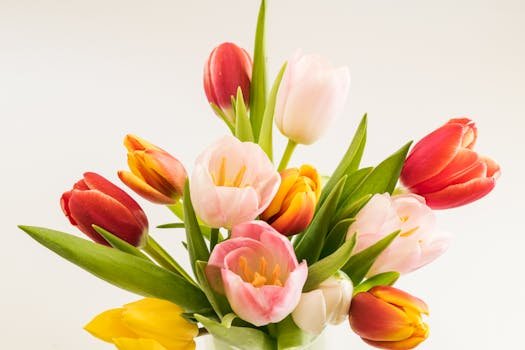pexels-photo-1906446-1906446 A colorful arrangement of tulips symbolizing spring's beauty and freshness.