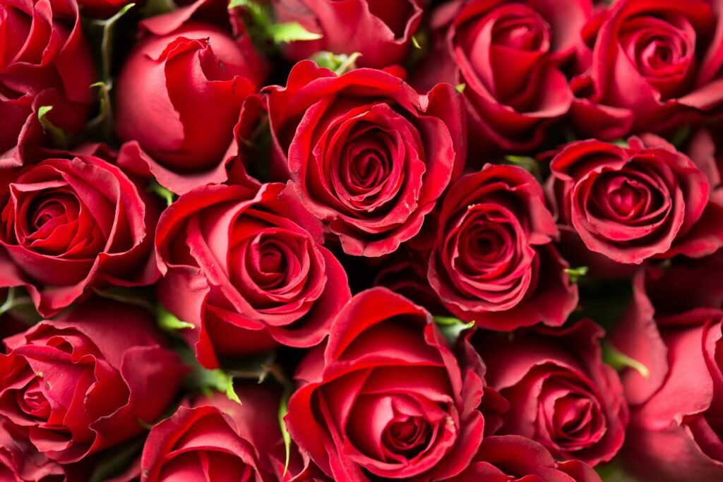 pexels-photo-196664-196664 A stunning close-up of red roses, perfect for romantic occasions and floral gift ideas.