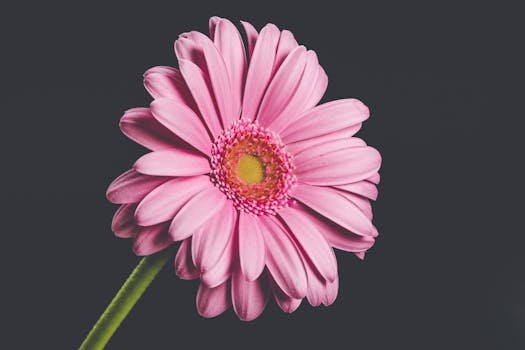 pexels-photo-2343173-2343173 Close-up of a pink gerbera daisy in full bloom against a black background, highlighting its delicate petals.