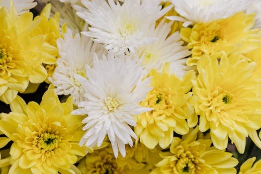 pexels-photo-4467143-4467143-1 Close-up of a vibrant bouquet of yellow and white chrysanthemum flowers in full bloom.