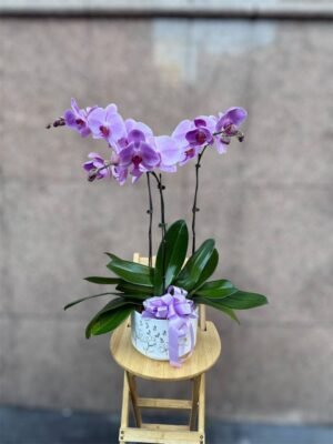Orchid Reverie - Image 2