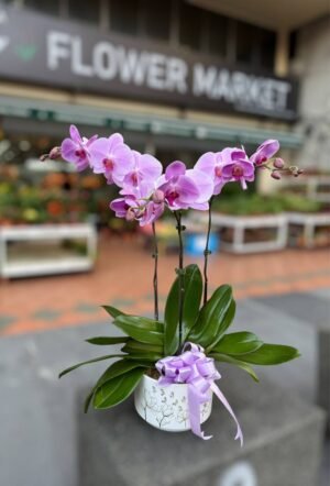 Orchid Reverie