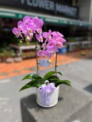Moonlit Orchid - Image 2