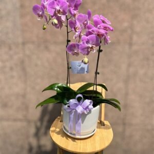Moonlit Orchid