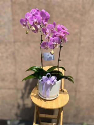 Moonlit Orchid