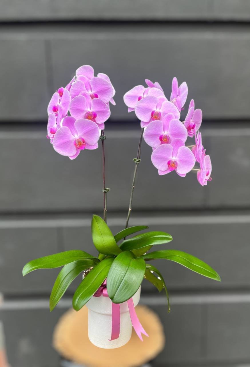 Serene Orchid Arrangement