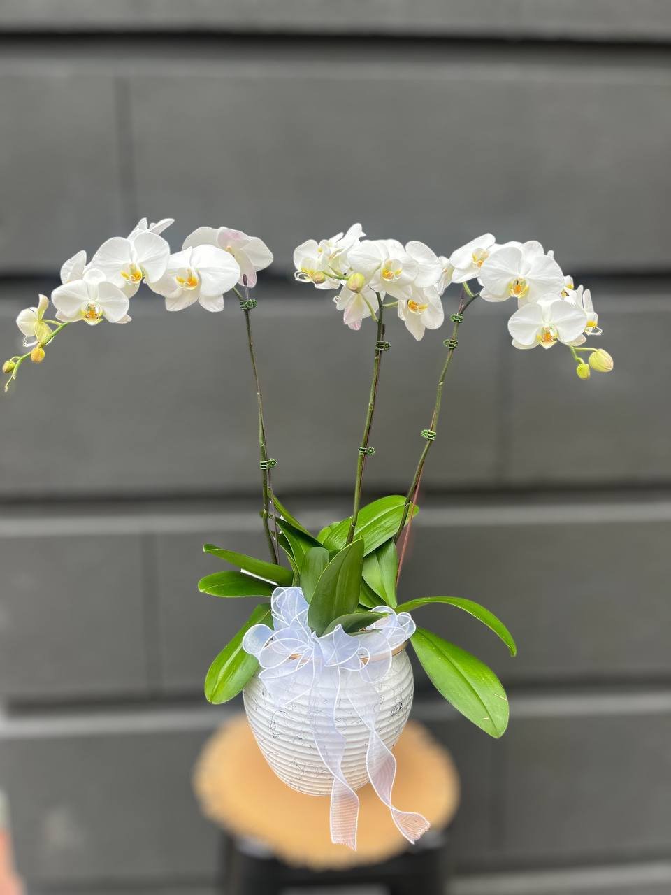Dream Weaver Orchid Arrangement