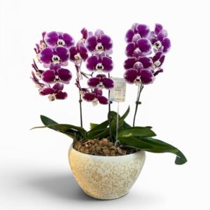 Purple Splendor Orchid Arrangement
