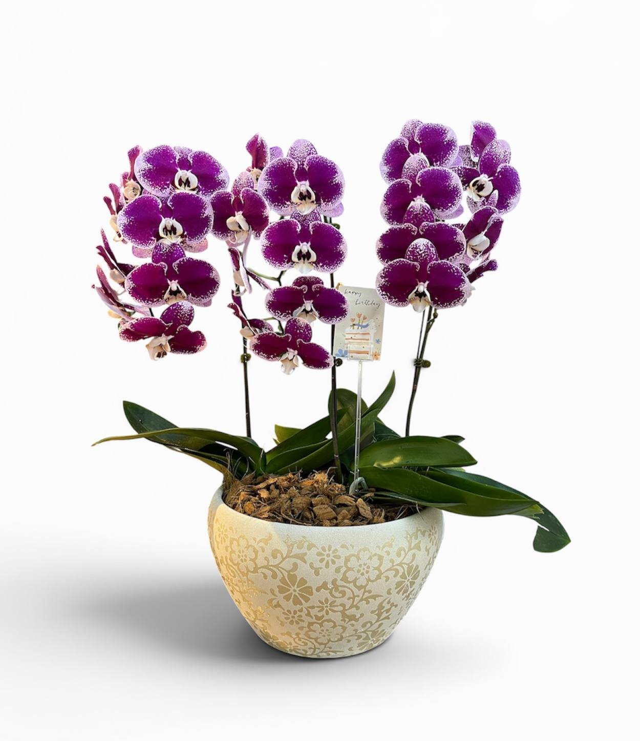 Purple Splendor Orchid Arrangement