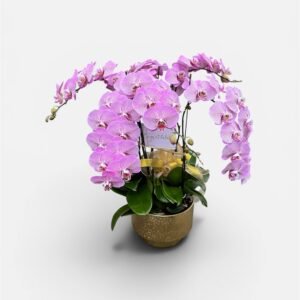 Lilac Horizon Orchid Arrangement