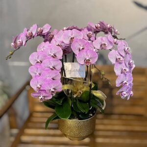 Lilac Horizon Orchid Arrangement