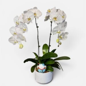 Whispers of Good Omens Orchid Arrangement