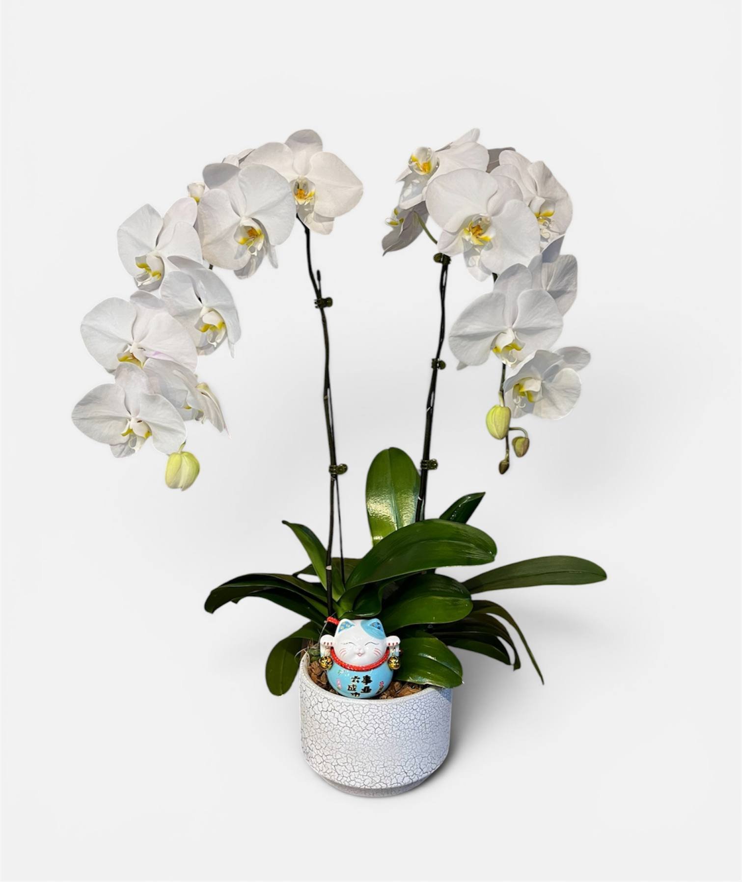Whispers of Good Omens Orchid Arrangement
